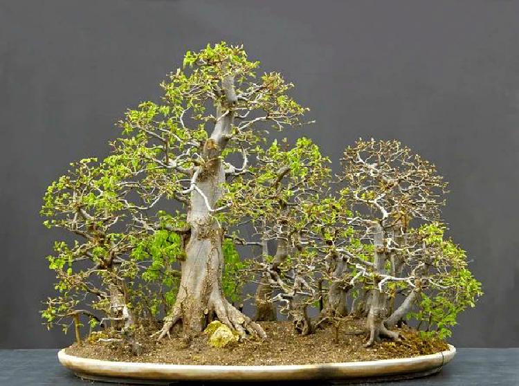 Тайны миниатюрной элегантности: Изучены виды деревьев Бонсай