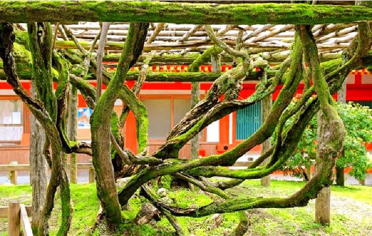 Бонсай и кусамоно: Дополнение деревьев растениями-компаньонами