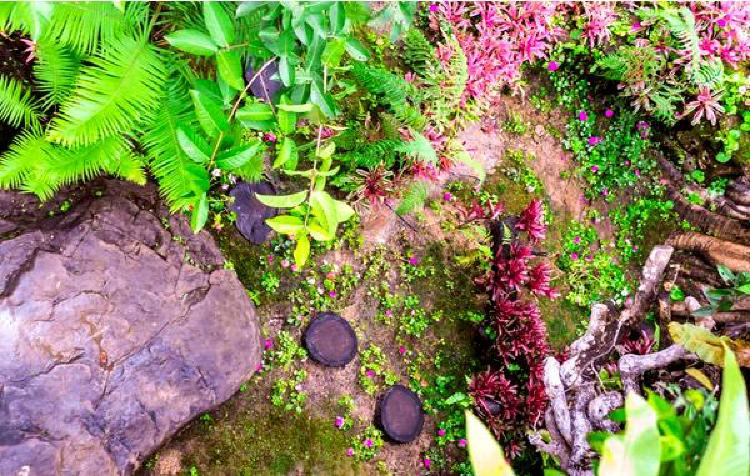 Искусство выращивания бонсай в горшках: Культивирование связи с природой