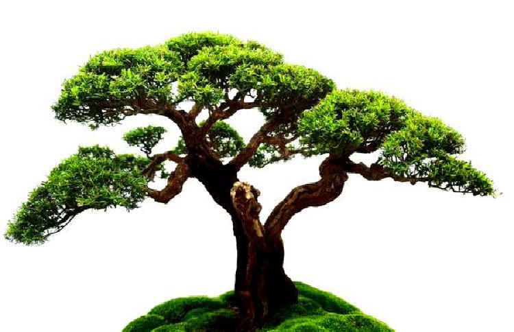 Сезоны роста: понимание циклов старения деревьев бонсай