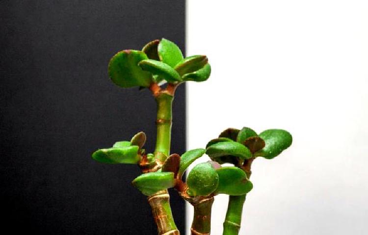 Мудрость бонсай: Забота о планетарной экологии с помощью миниатюрной красоты