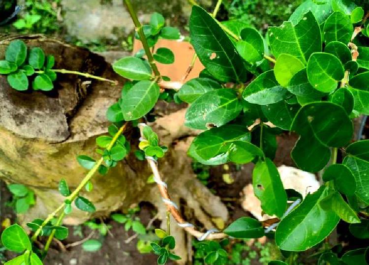 Гармония бонсай: Культурное влияние на миниатюрные деревья