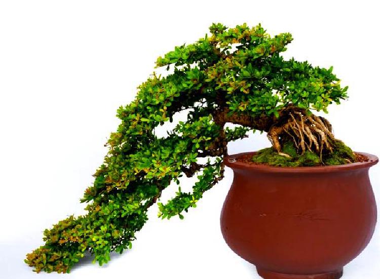 Дзен бонсай: Связь с природой через миниатюрные деревья