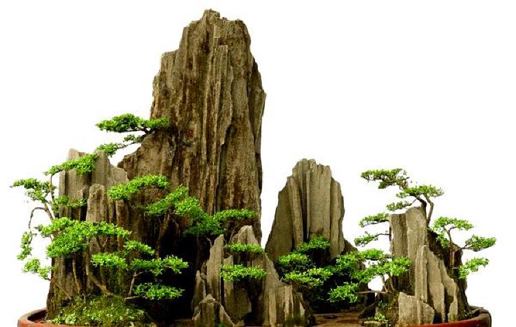 Вечное ремесло: Выдержка дерева бонсай в соответствии с традициями