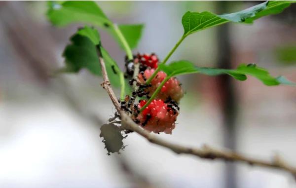 ### Японский клен (Acer palmatum)